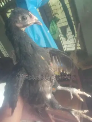 කුකුල් පැටවුන්