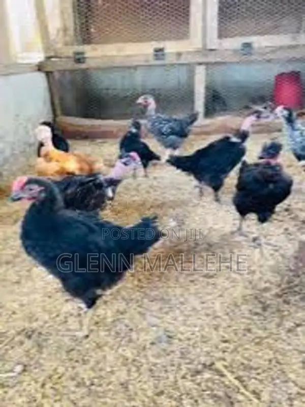 ගම් කුකුල් පැටව්