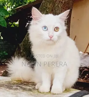 Persian Cat