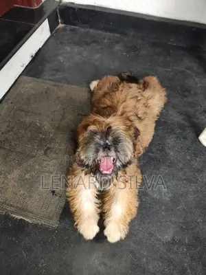 shih tzu