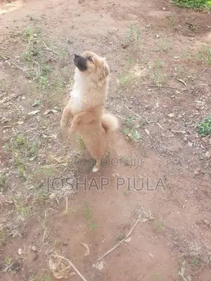 toy pomeranian dog