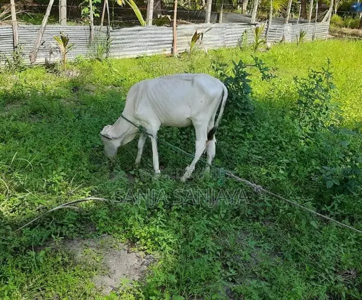 நாகு கன்று