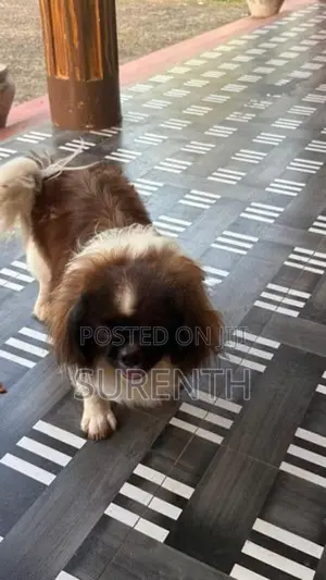 Shih Tzu Puppies f