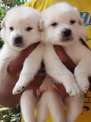 Lion Pomeranian Puppies