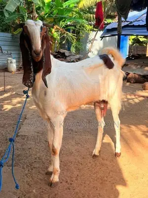 Jamunapari Gost