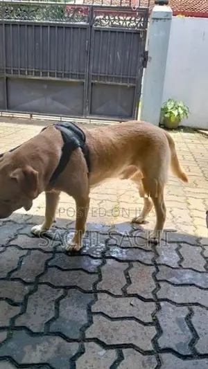 Labrador