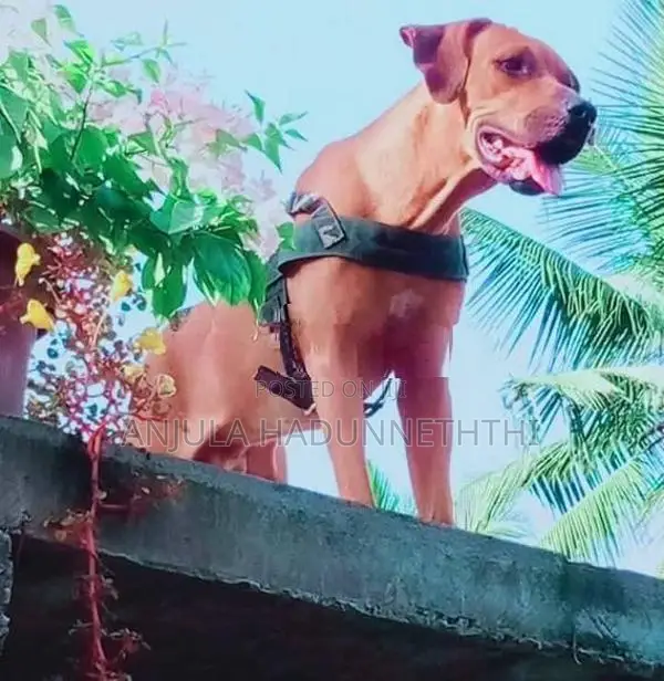 Rhodesian Ridgeback Puppies