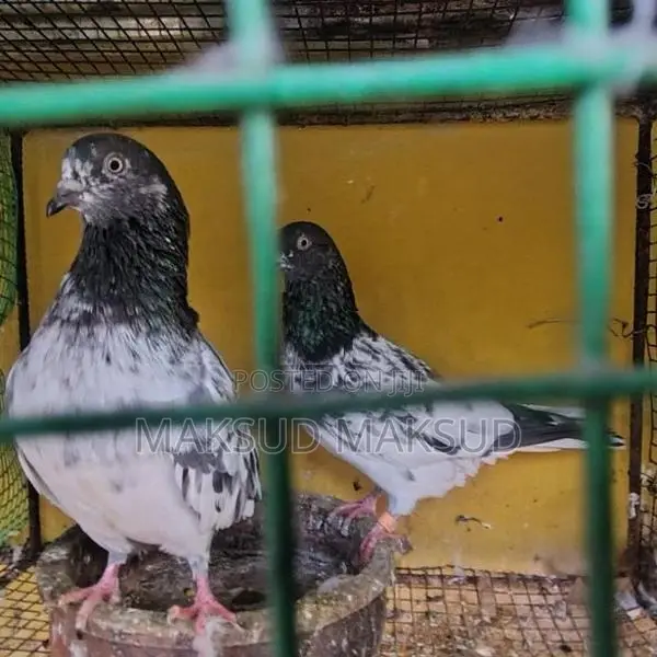 Pigeons