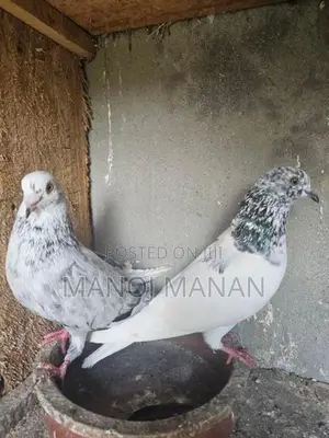 Pigeons