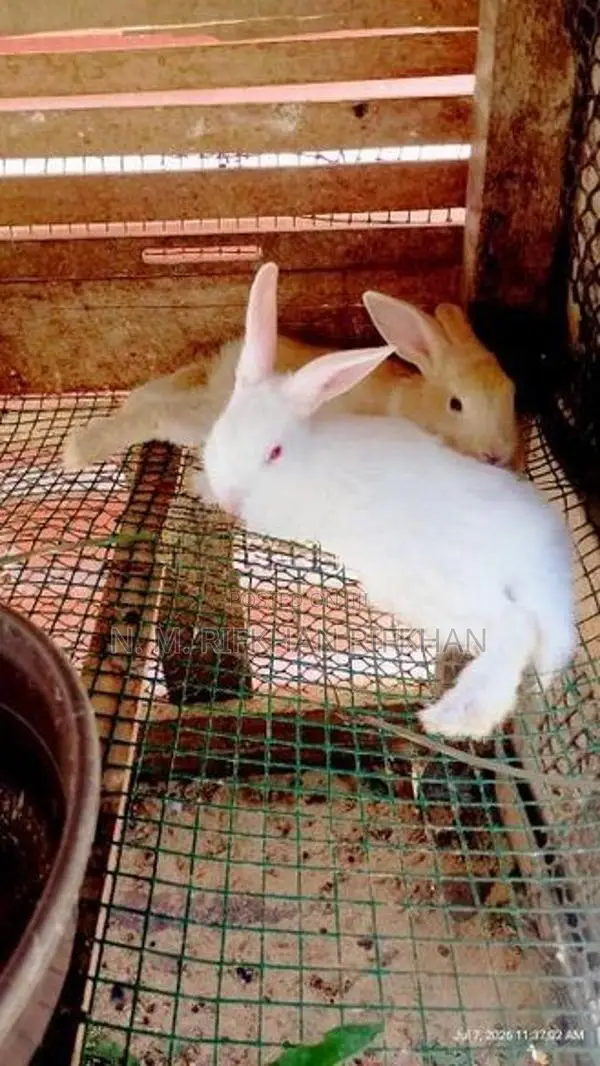 Rabbit