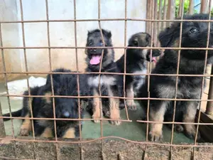 German Shepherd Puppies