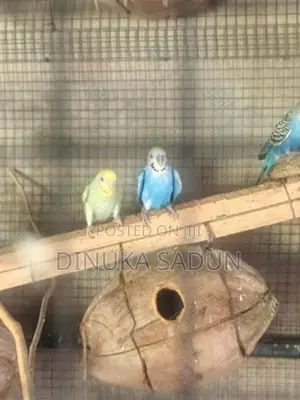 Love birds