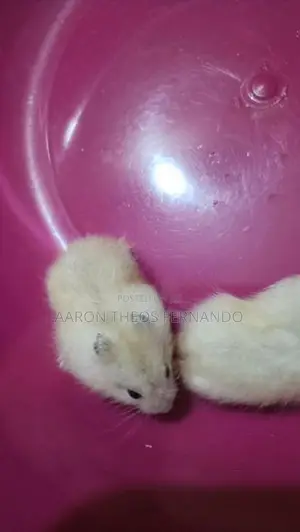 Hamster