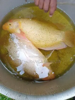 Gourami Fish