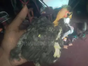 කුකුල් පැටවුන් සති 4