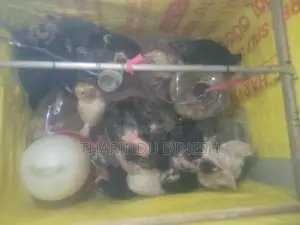 කුකුල් පැටවුන්
