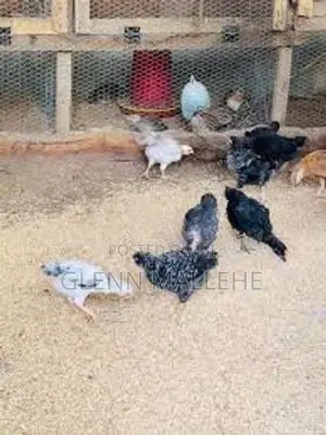 ගම් කුකුල් පැටව්