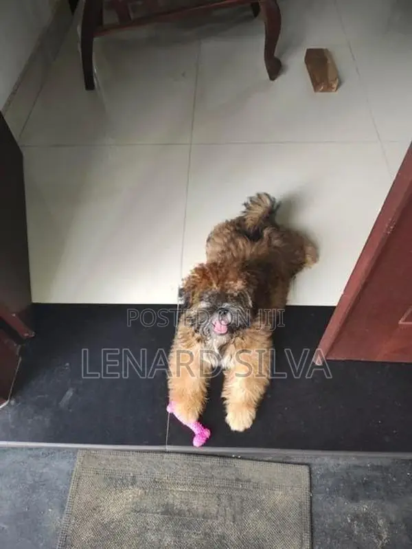shih tzu