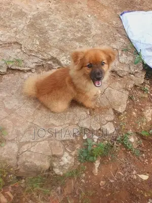 toy pomeranian dog