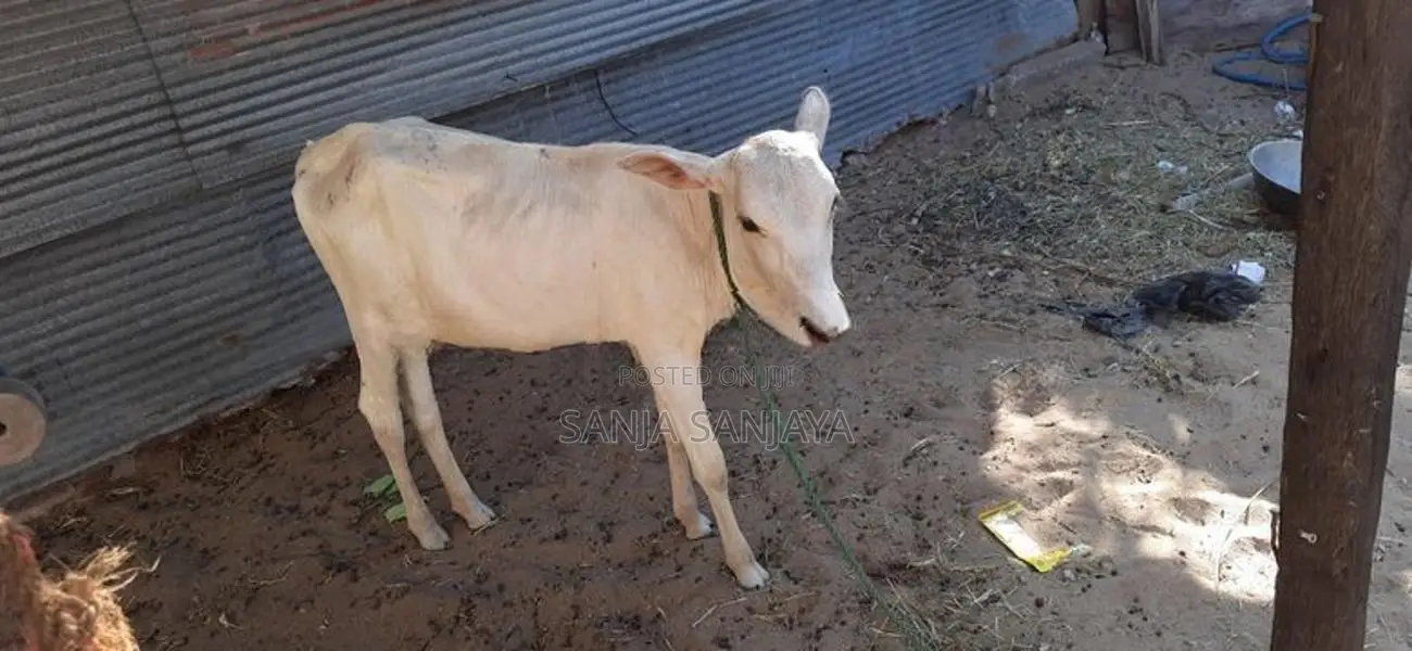 நாகு கன்று