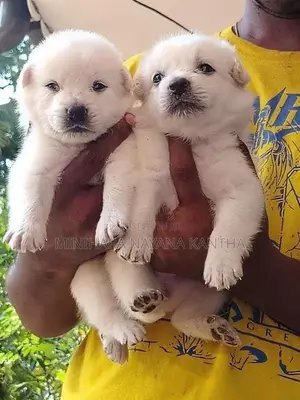 Lion Pomeranian Puppies