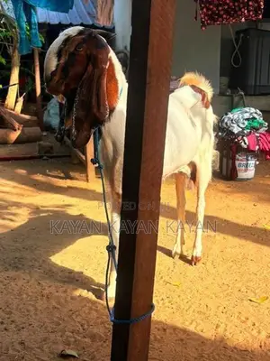 Jamunapari Gost