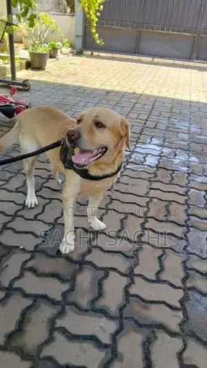 Labrador