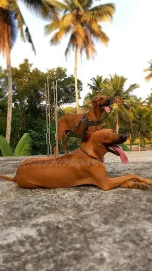 Rhodesian Ridgeback Puppies
