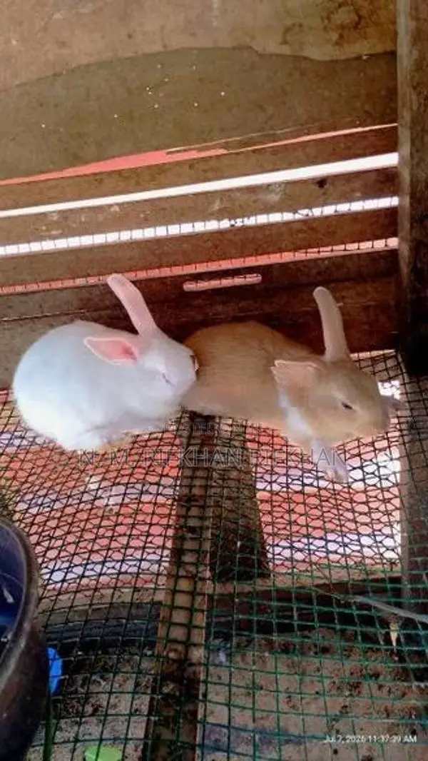 Rabbit