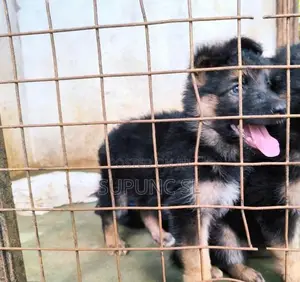 German Shepherd Puppies