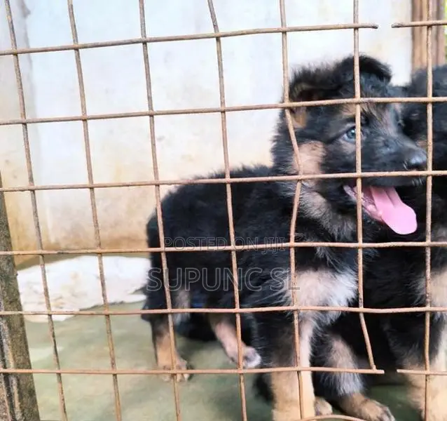 German Shepherd Puppies