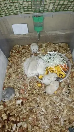 Hamster