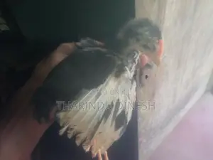 කුකුල් පැටවුන් සති 4