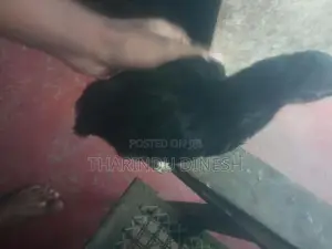 කුකුල් පැටවුන්