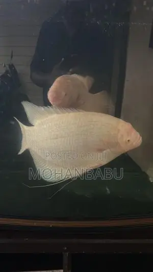 3.5feet Fish Tank