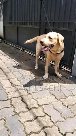 Labrador