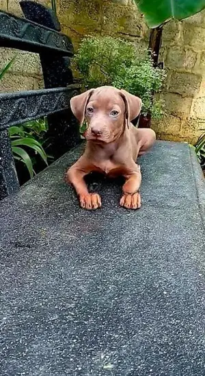 Rhodesian Ridgeback Puppies