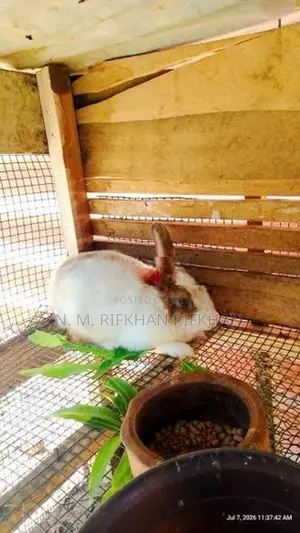 Rabbit