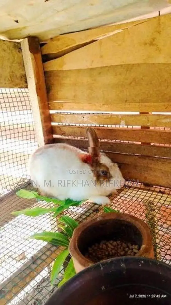 Rabbit