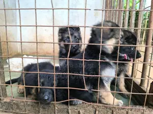 German Shepherd Puppies