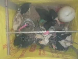 කුකුල් පැටවුන් සති 4