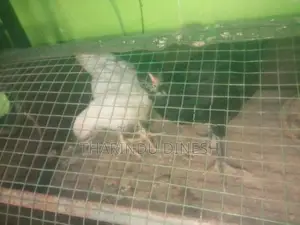 කුකුල් පැටවුන්