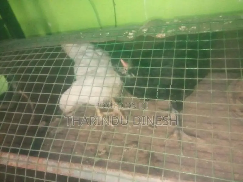 කුකුල් පැටවුන්