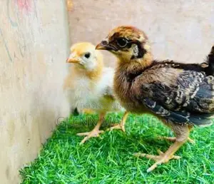 ගම් කුකුල් පැටව්