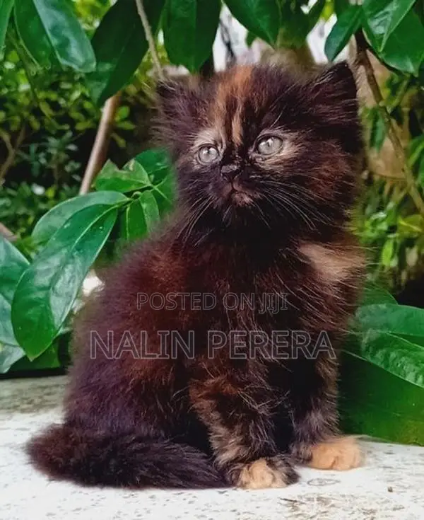 Persian Cat