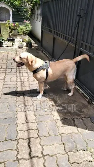Labrador
