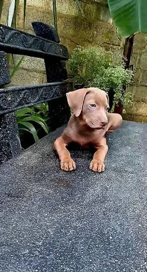 Rhodesian Ridgeback Puppies