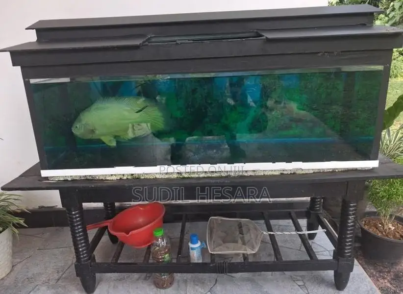 Aquarium Tank with an Oscar