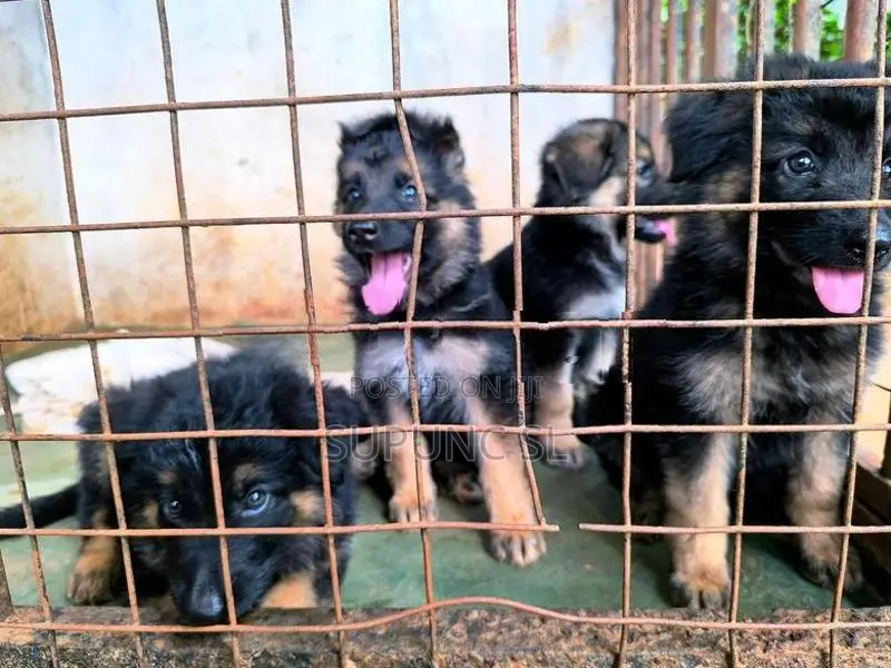 German Shepherd Puppies