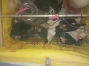කුකුල් පැටවුන් සති 4